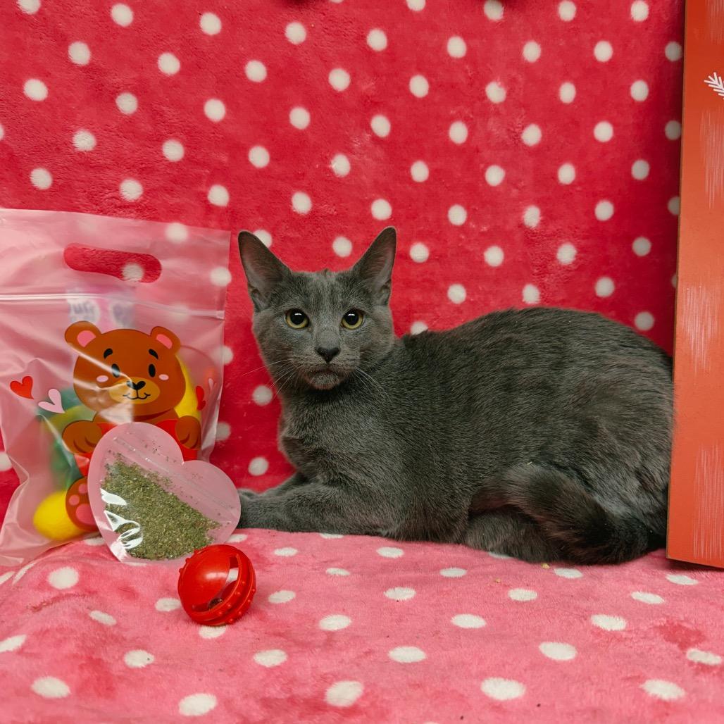 Jason, a Adoptable Domestic Short Hair in Corbin, KY image 4/5