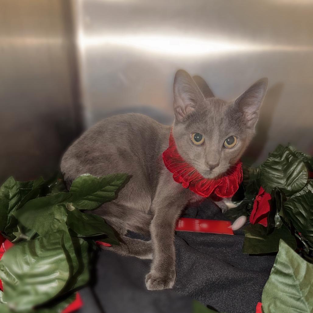 Jason, a Adoptable Domestic Short Hair in Corbin, KY image 5/5