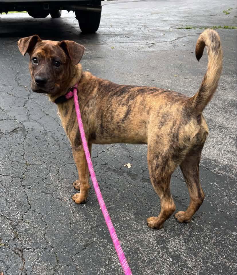 Enlarge Tiggy, a Adoptable Boxer in Springville, NY image 3/3