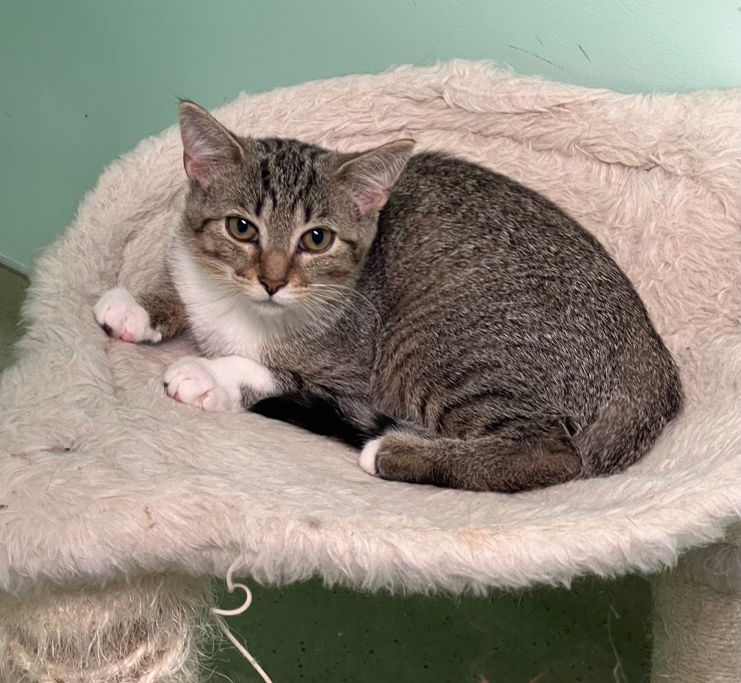 Sheena, adoptable, Young Female Domestic Short Hair.