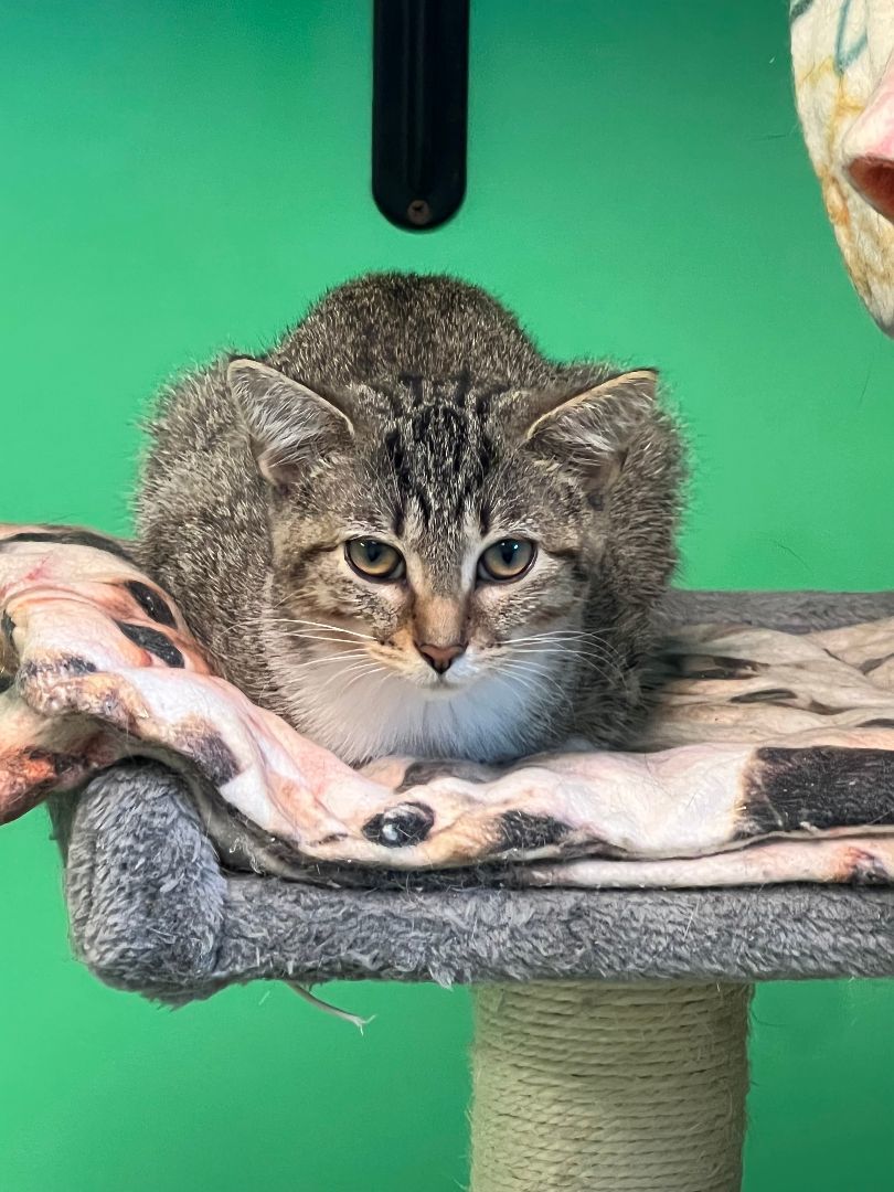 Enlarge Sheena, an adoptable Domestic Short Hair in Cincinnati, OH image 2/2