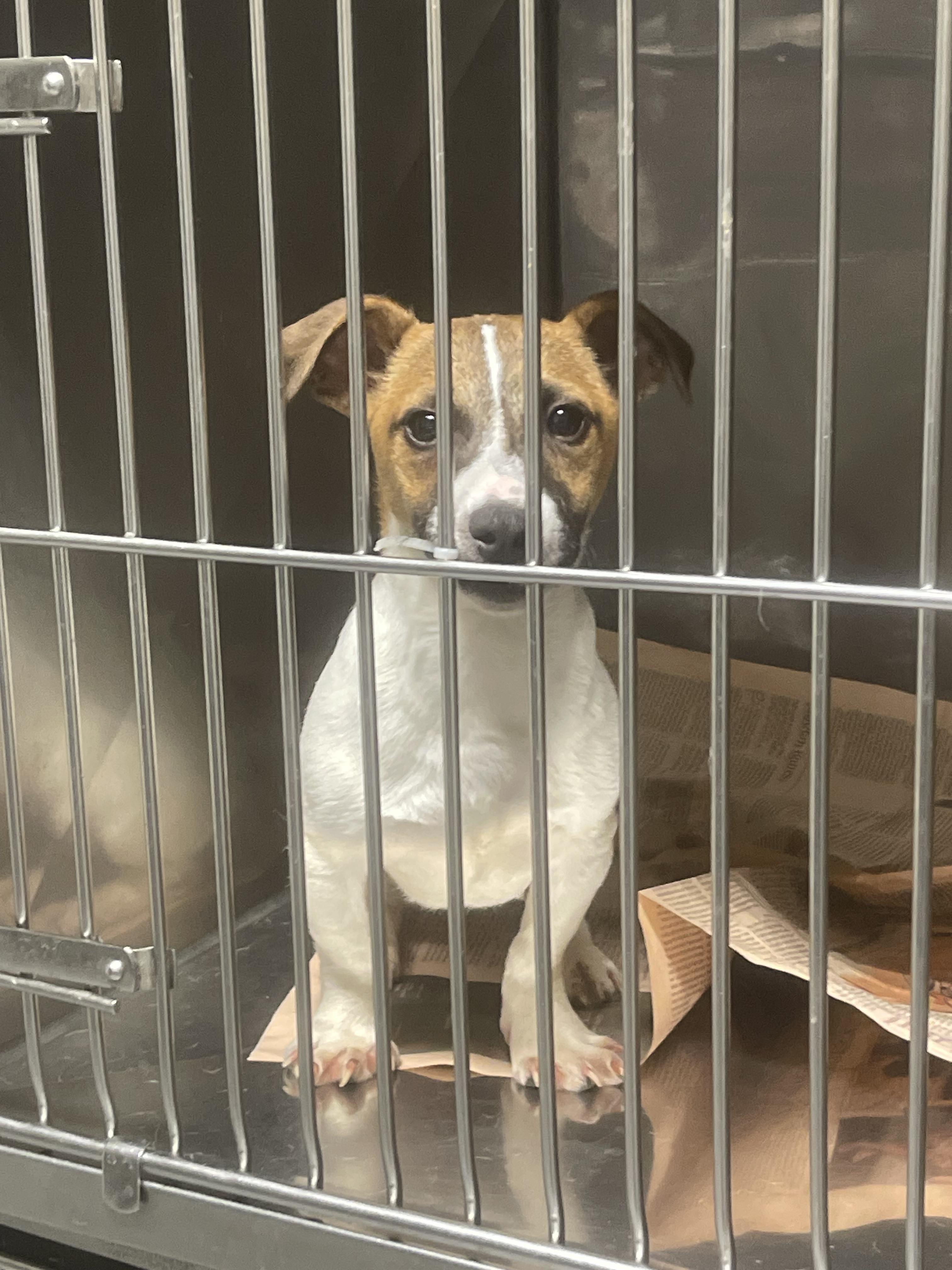 Milo, ADOPTABLE, Puppy Male Jack Russell Terrier.