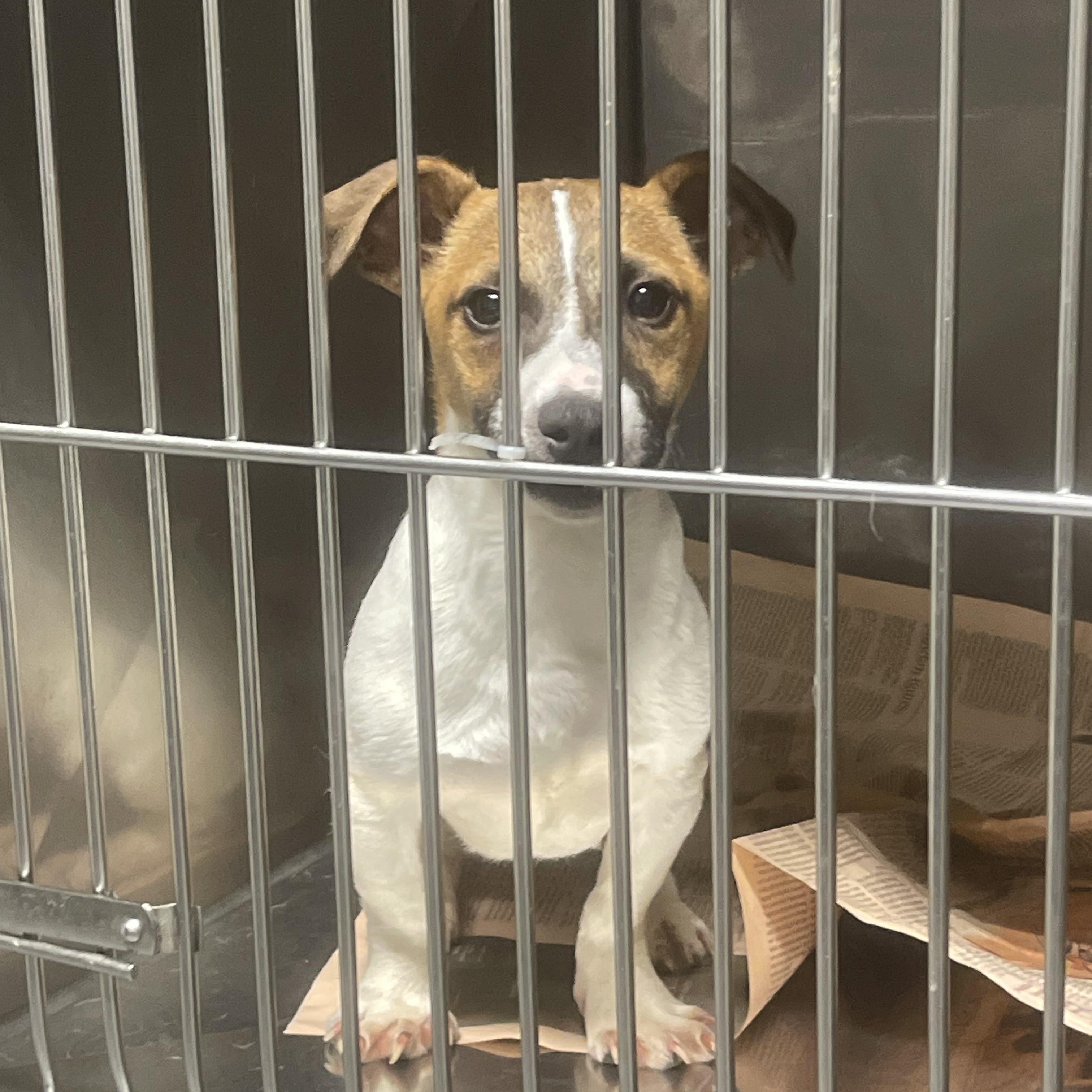 Enlarge Milo, a ADOPTABLE Jack Russell Terrier in Northlake, IL image 1/2