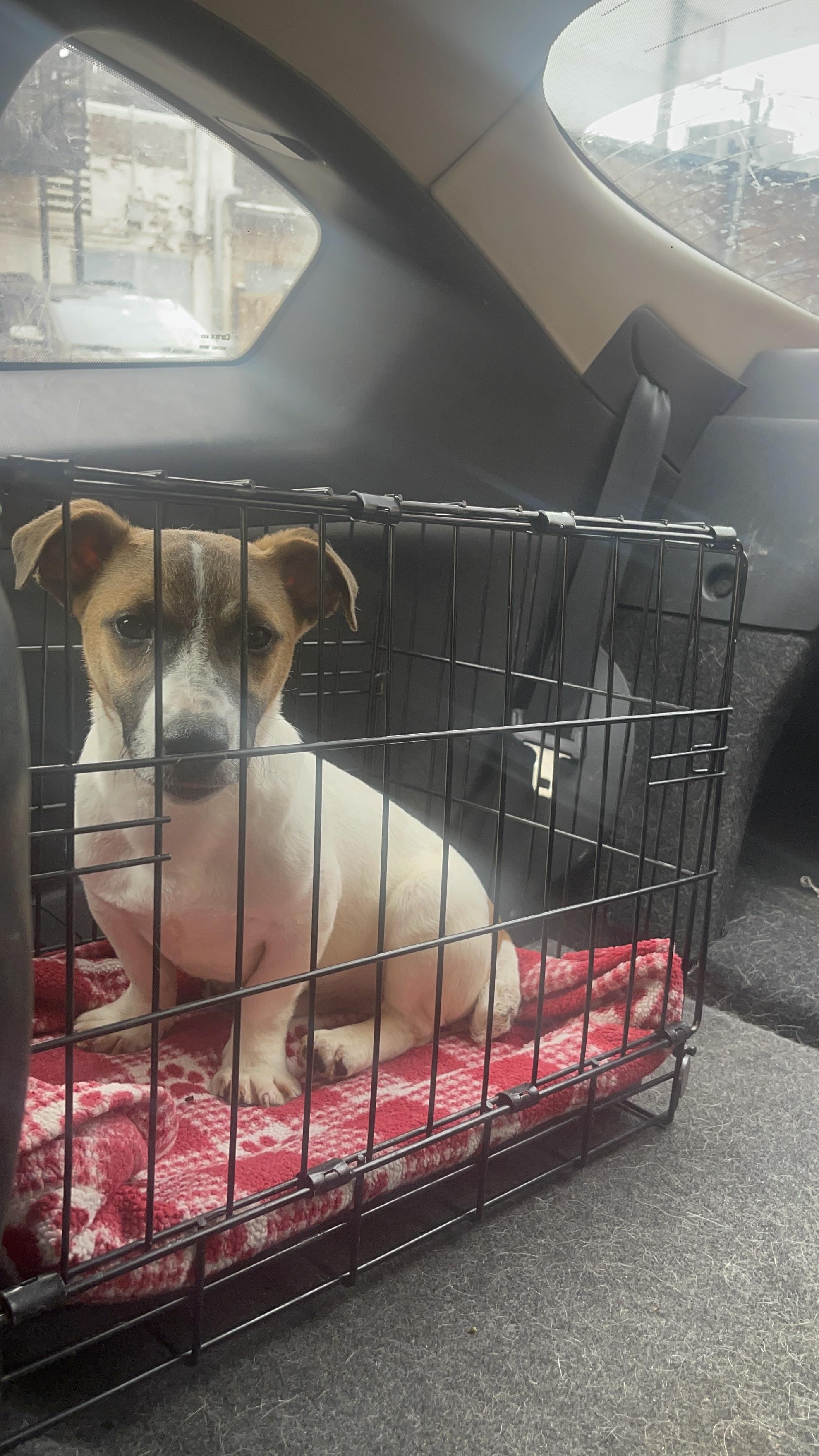 Enlarge Milo, a ADOPTABLE Jack Russell Terrier in Northlake, IL image 2/2