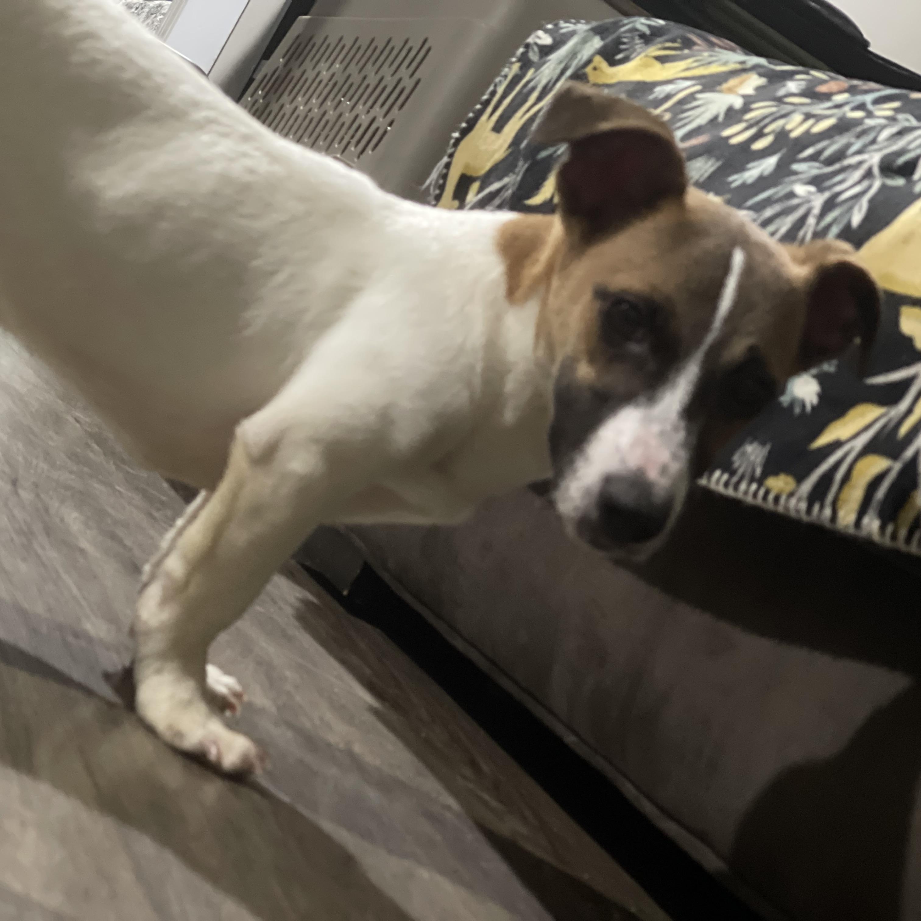 Enlarge Milo, a ADOPTABLE Jack Russell Terrier in Northlake, IL image 3/6
