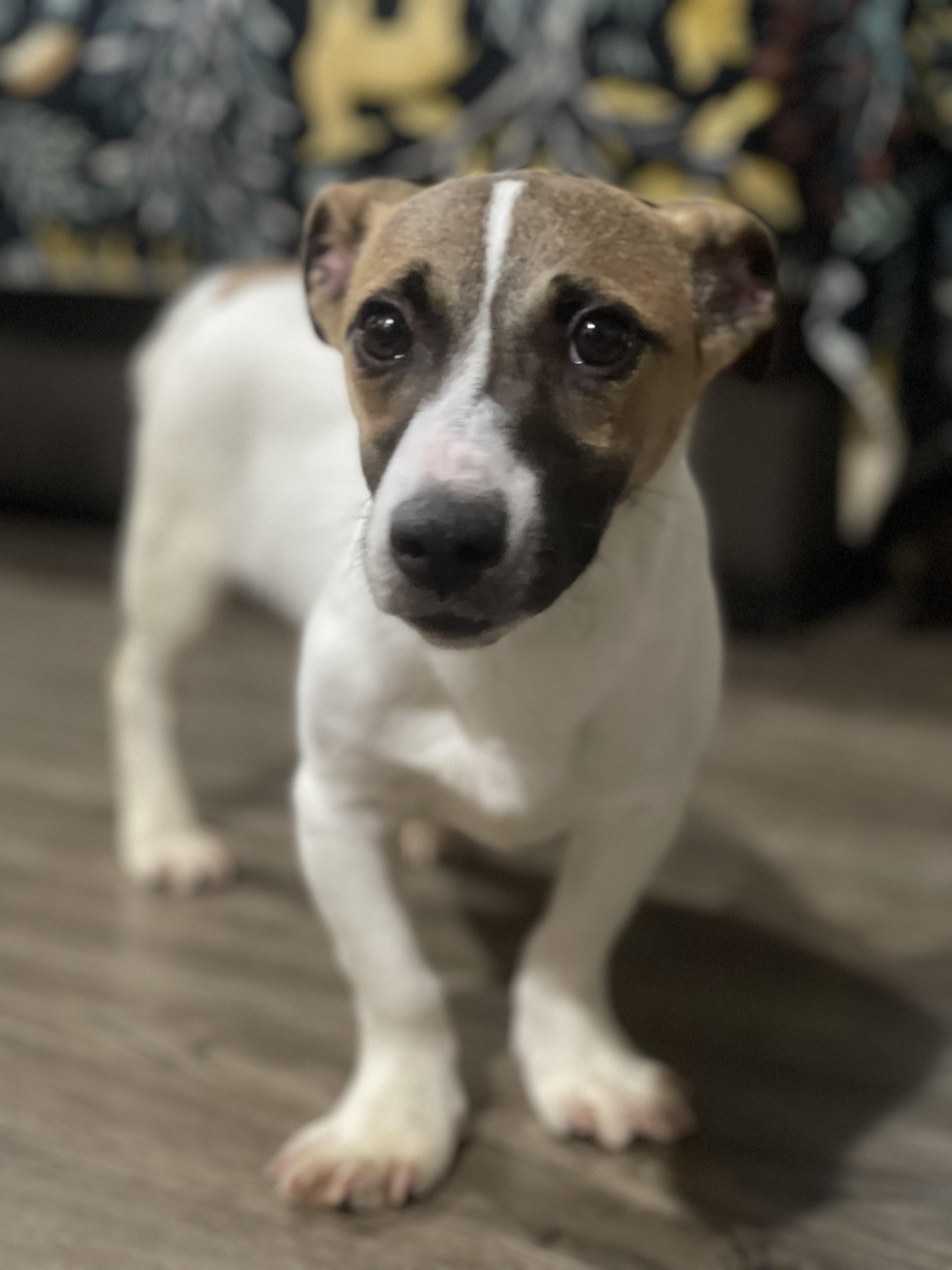 Milo, ADOPTABLE, Puppy Male Jack Russell Terrier.