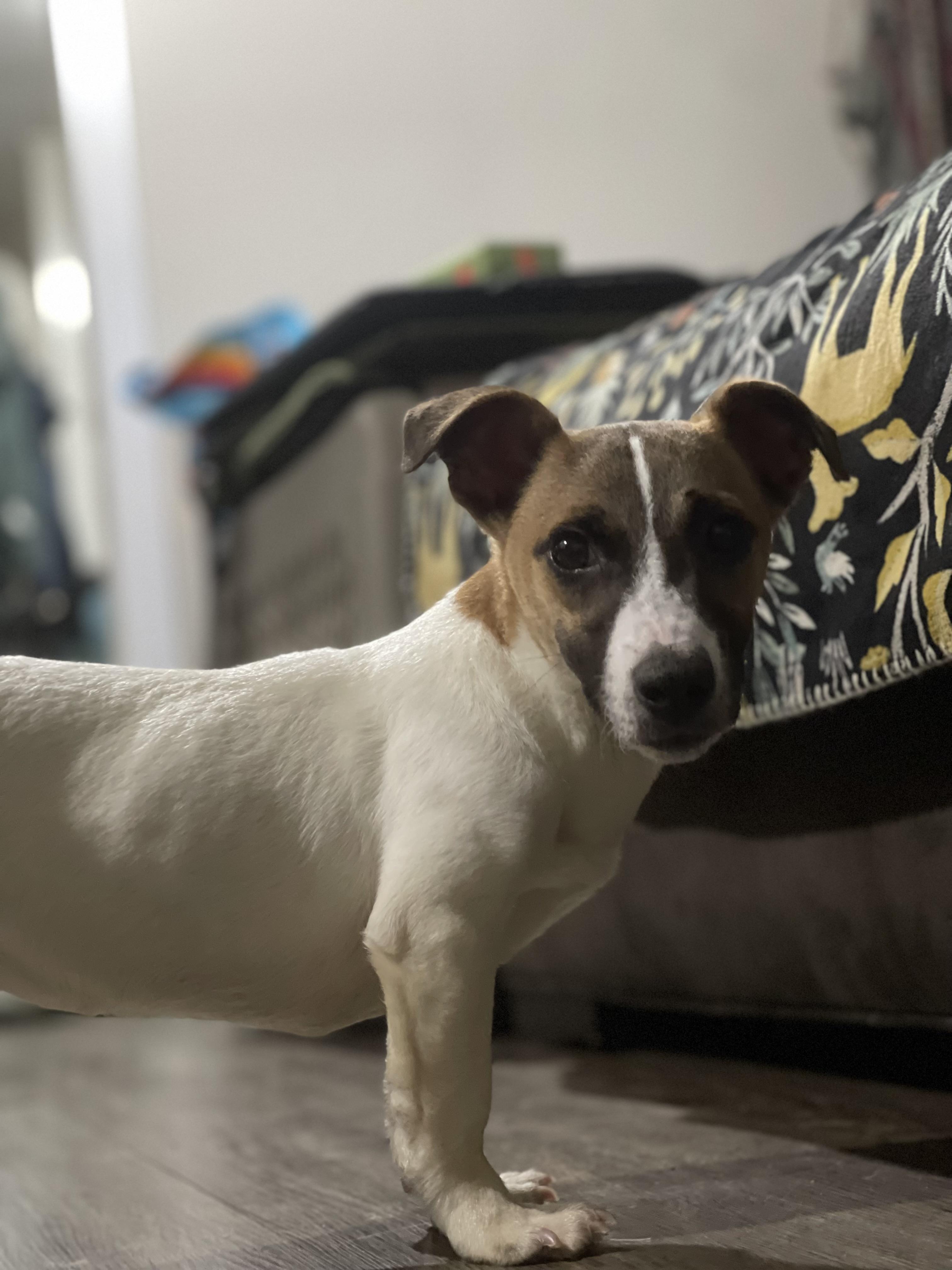 Enlarge Milo, a ADOPTABLE Jack Russell Terrier in Northlake, IL image 2/6