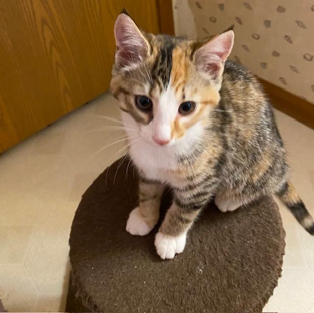 Ruthie Ann, a Adoptable Domestic Short Hair in Chambersburg, PA image 1/3