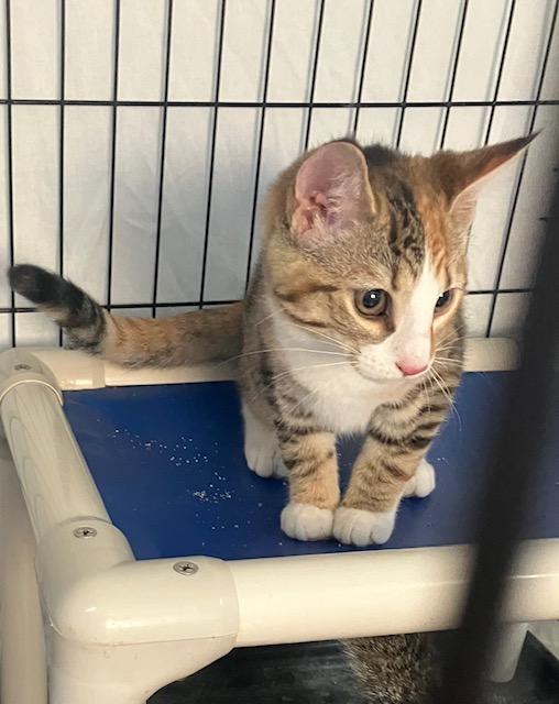 Ruthie Ann, a Adoptable Domestic Short Hair in Chambersburg, PA image 2/3