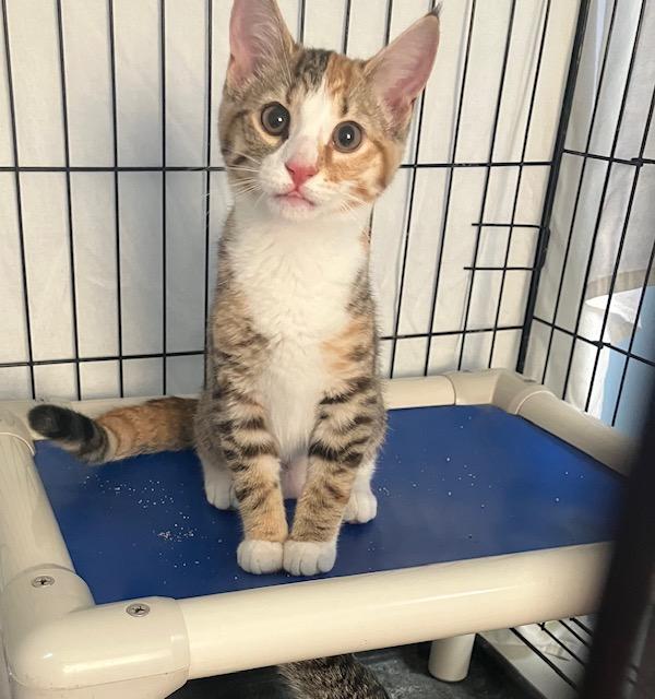 Ruthie Ann, a Adoptable Domestic Short Hair in Chambersburg, PA image 3/3