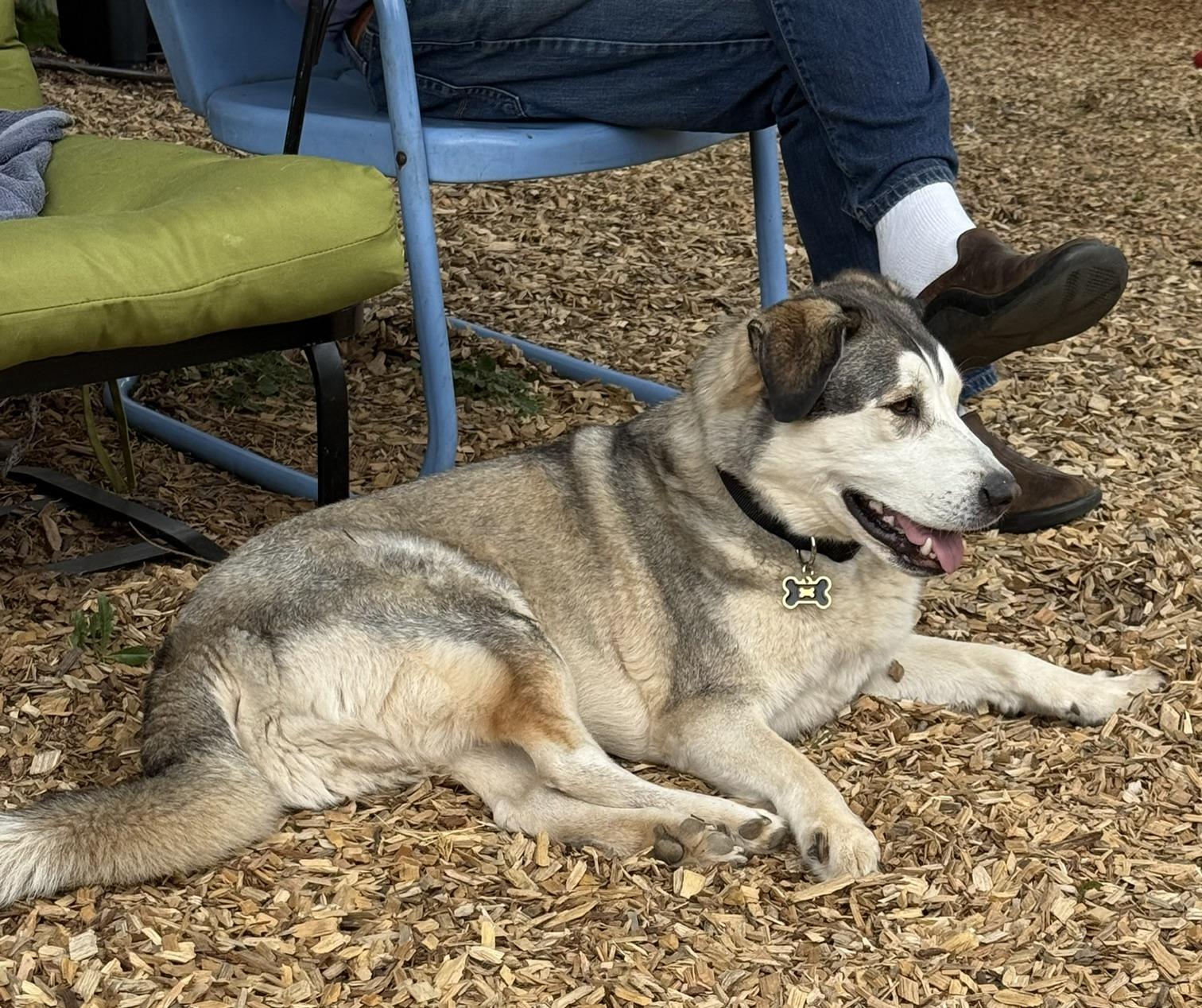 Enlarge Kai (Courtesy post), a ADOPTABLE mixed breed in Redwood City, CA image 2/2
