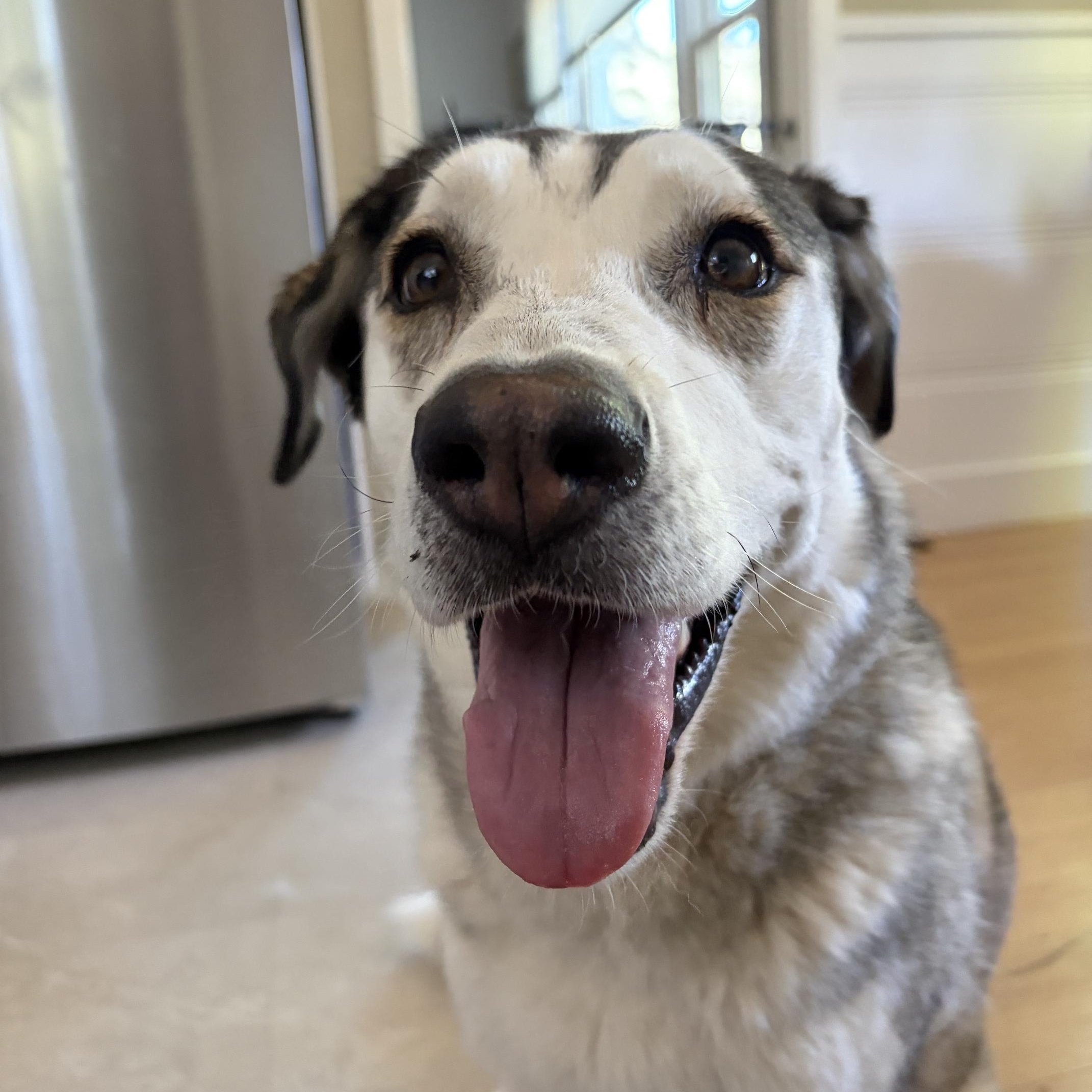Kai (Courtesy post), ADOPTABLE, Adult Male Husky & Labrador Retriever.