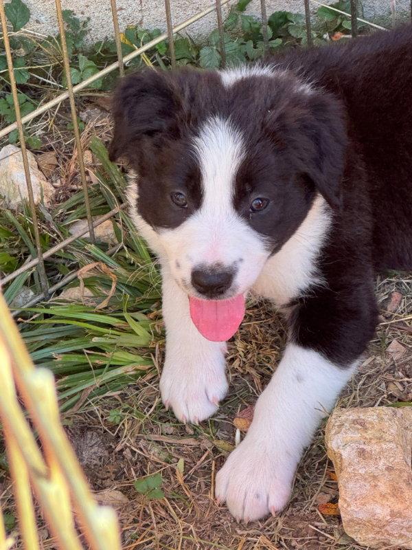 Enlarge Chucky, a Adoptable Border Collie in House Springs, MO image 1/1