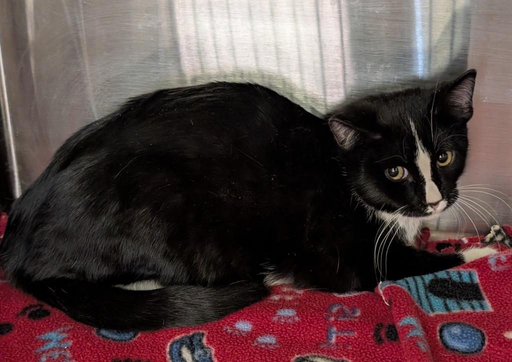 Enlarge Cedar 165, a Adoptable mixed breed in Havre, MT image 1/1