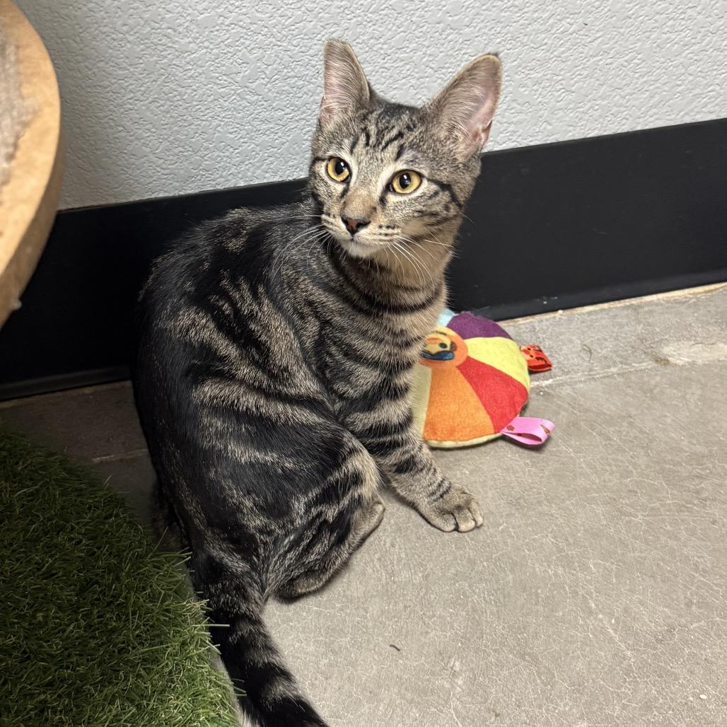 Enlarge Carol Trapper, a Adoptable mixed breed in Las Vegas, NV image 5/6