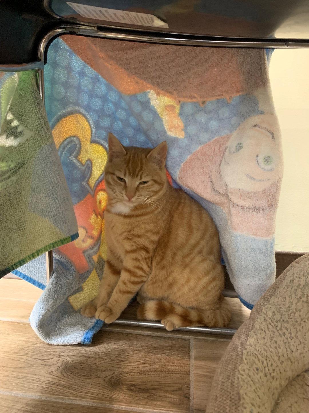 Tropicana (bonded with Sunkist), Adopted, Kitten Female Domestic Short Hair.