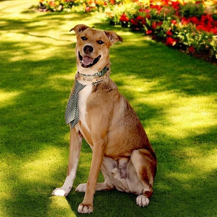 Atlas, an adoptable German Pinscher, Labrador Retriever in Berthoud, CO, 80513 | Photo Image 1
