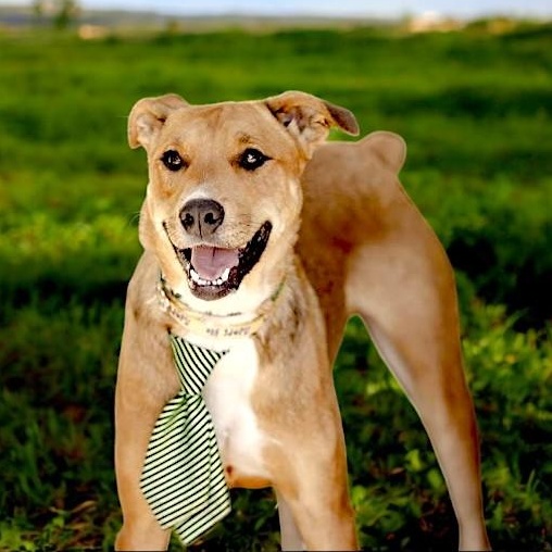 Atlas, an adoptable German Pinscher, Labrador Retriever in Berthoud, CO, 80513 | Photo Image 2