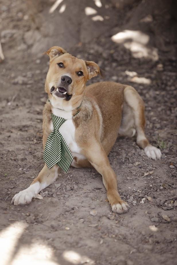 Atlas, an adoptable German Pinscher, Labrador Retriever in Berthoud, CO, 80513 | Photo Image 5