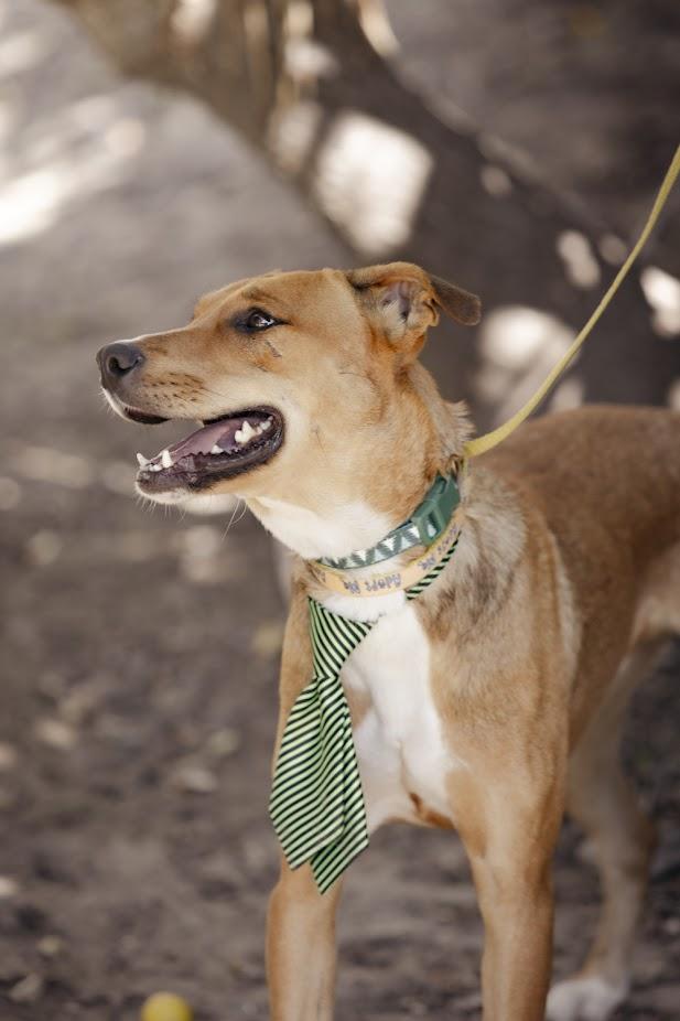 Atlas, an adoptable German Pinscher, Labrador Retriever in Berthoud, CO, 80513 | Photo Image 4