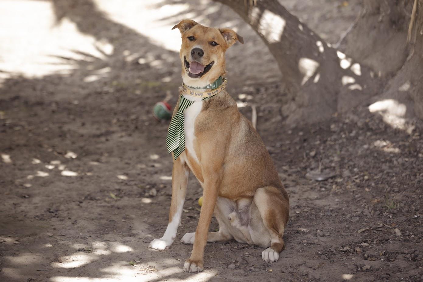 Atlas, an adoptable German Pinscher, Labrador Retriever in Berthoud, CO, 80513 | Photo Image 6
