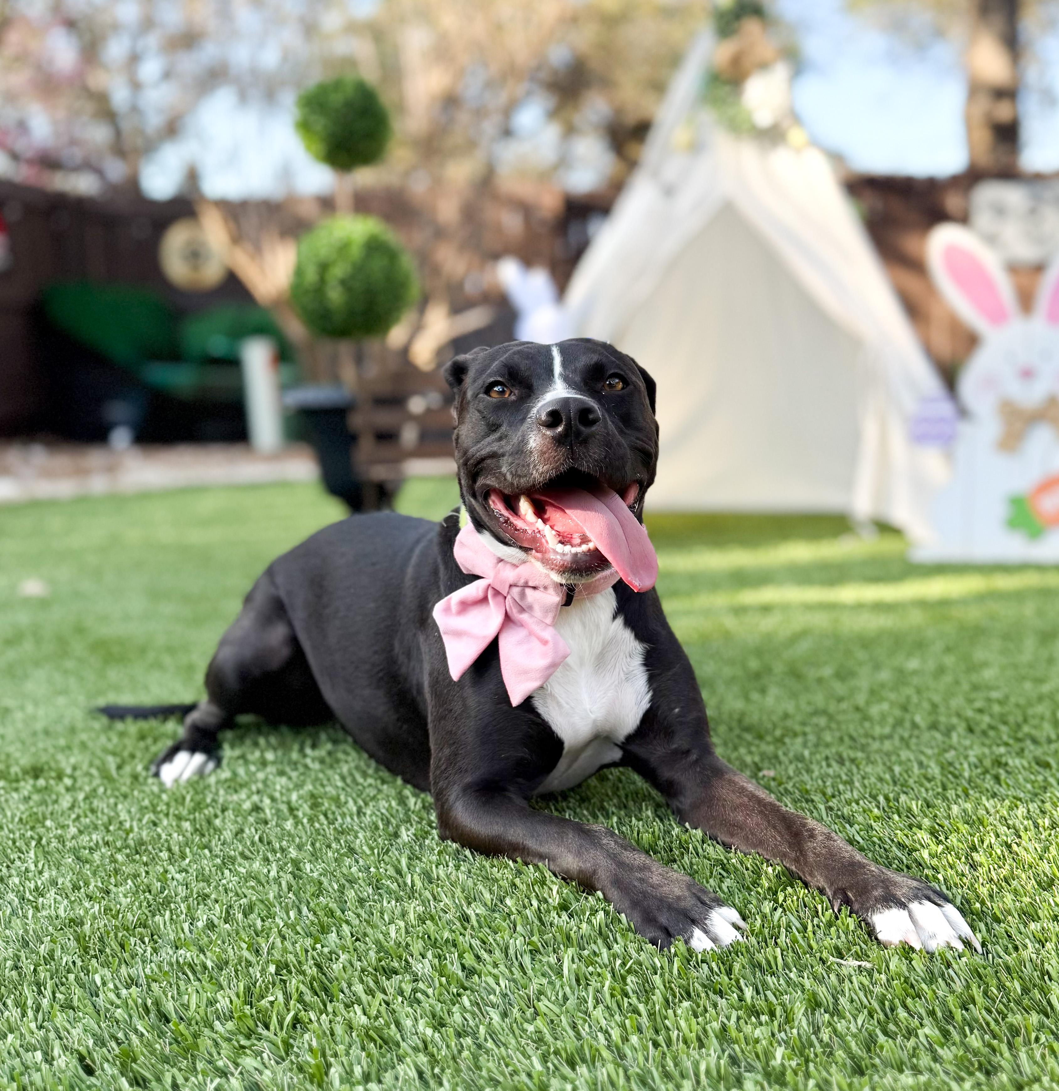 Enlarge Nugget, a Adoptable mixed breed in Southport, CT image 6/6