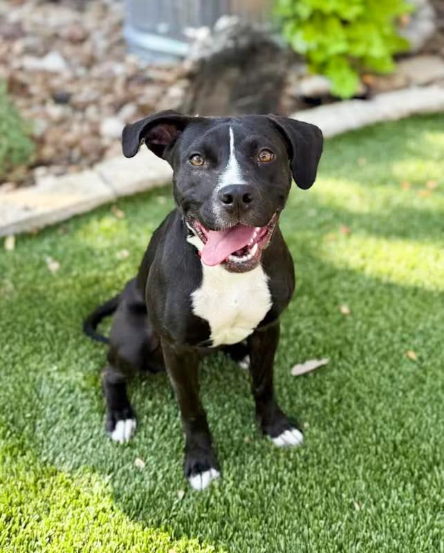 Enlarge Nugget, a Adoptable mixed breed in Southport, CT image 5/6