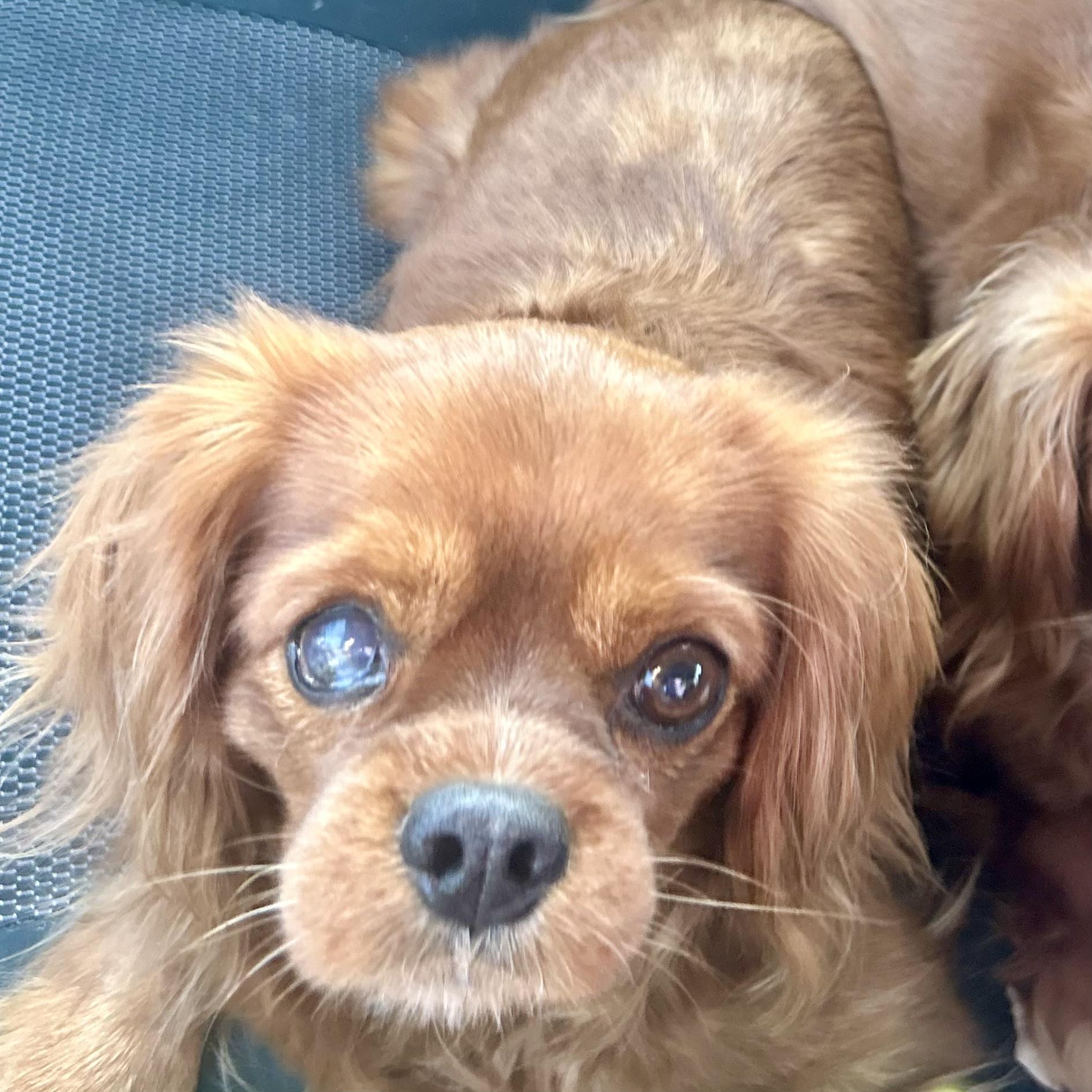 Barbados, Adoptable, Adult Female Cavalier King Charles Spaniel.