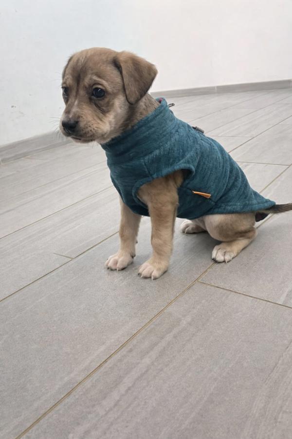 Jewels, Adoptable, Puppy Female German Shepherd Dog & Golden Retriever.