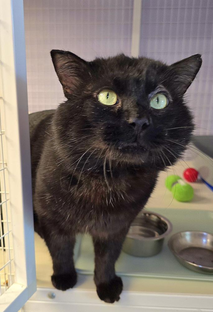Tobi, Adoptable, Adult Male Domestic Medium Hair.