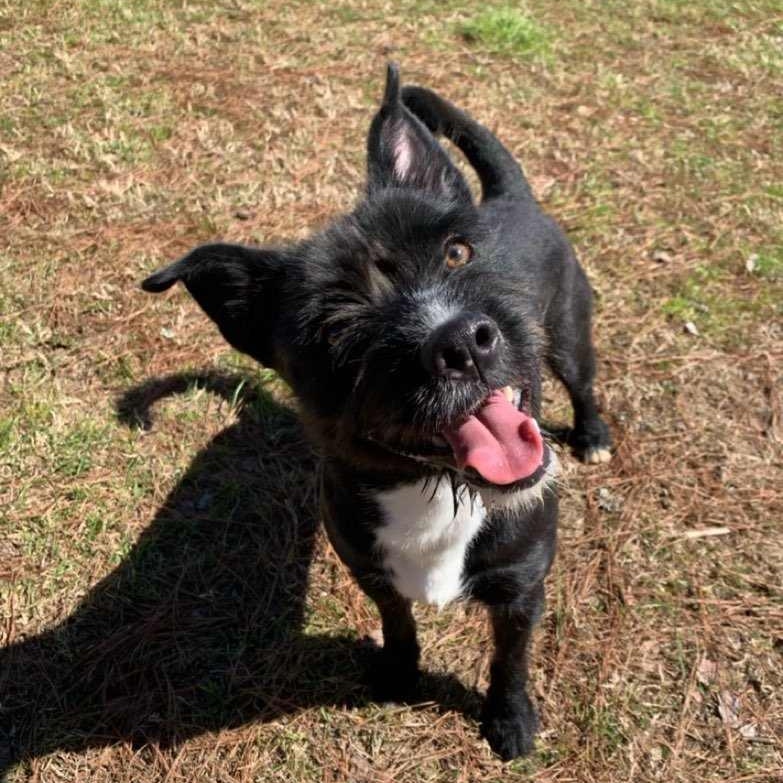 Little Man, Young Male Boston Terrier