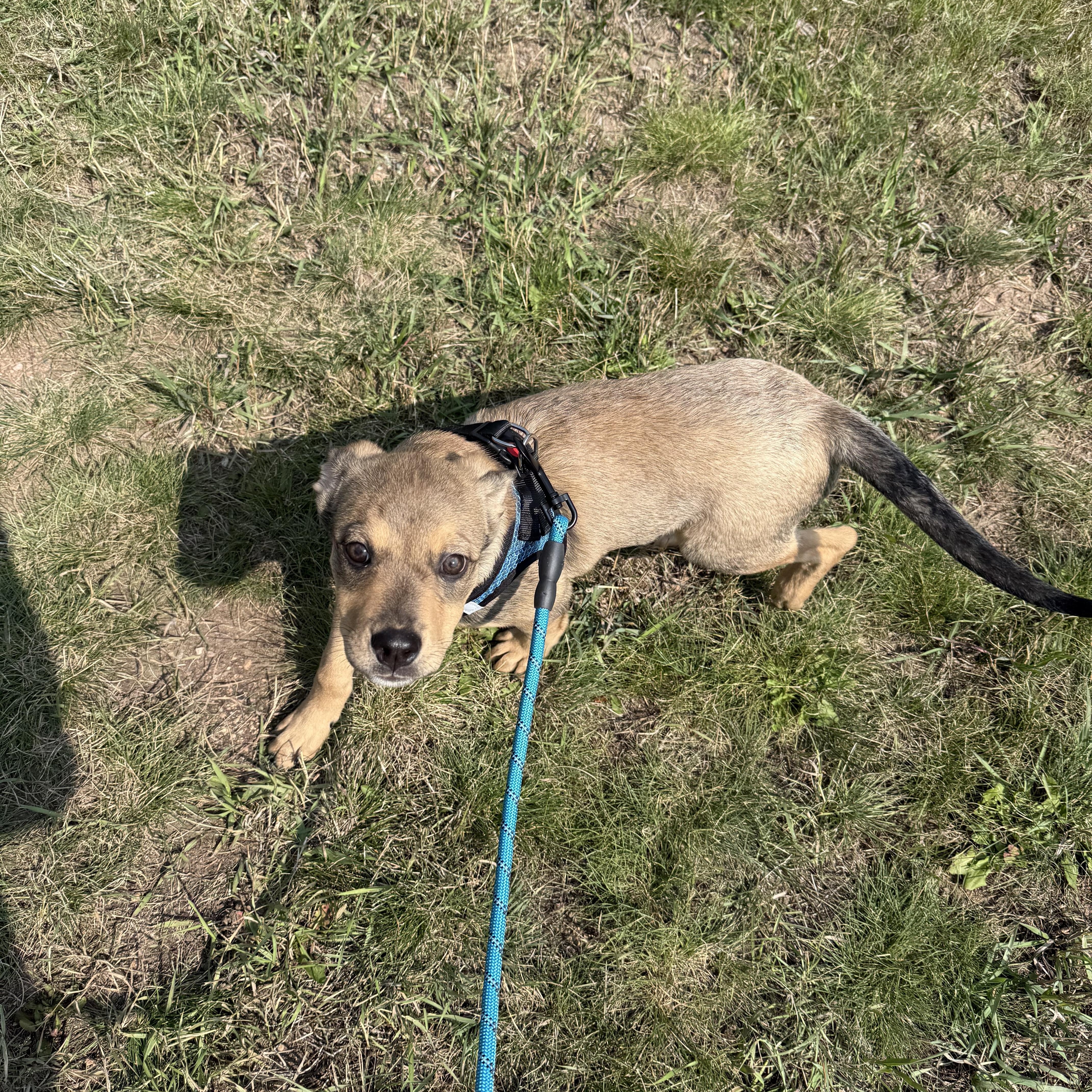 Jellybean