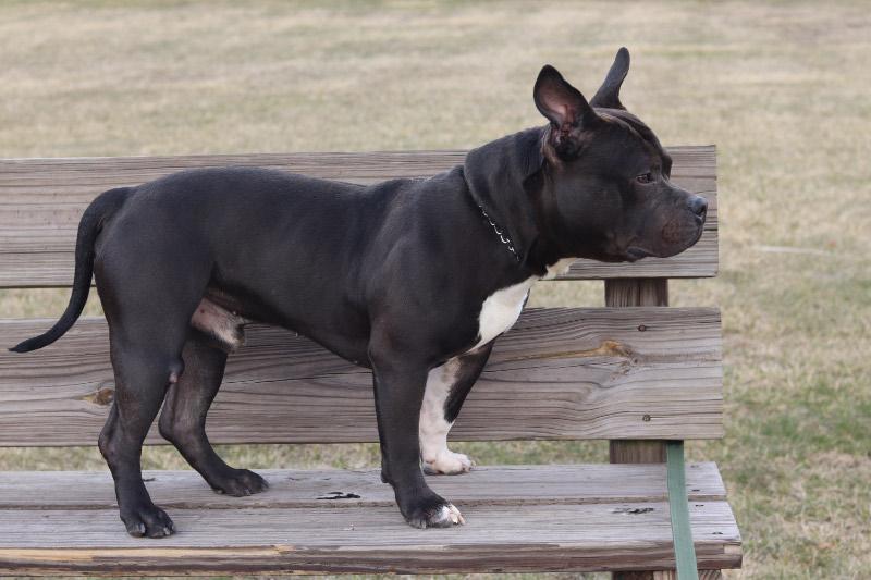 Enlarge Bronx, an adopted Mixed Breed in Ionia, MI image 6/6