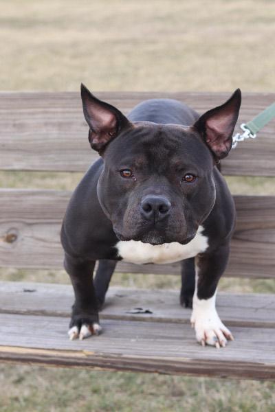 Enlarge Bronx, an adopted Mixed Breed in Ionia, MI image 3/6