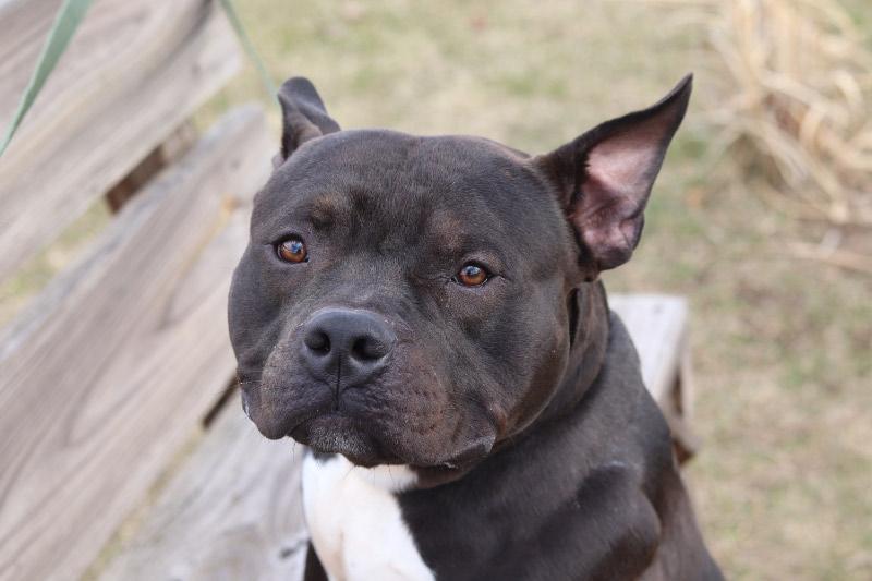 Enlarge Bronx, an adopted Mixed Breed in Ionia, MI image 2/6