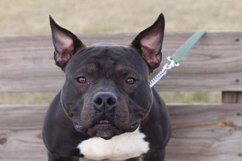 Enlarge Bronx, an adopted Mixed Breed in Ionia, MI image 5/6