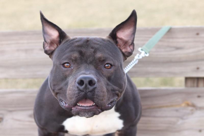 Enlarge Bronx, an adopted Mixed Breed in Ionia, MI image 1/6