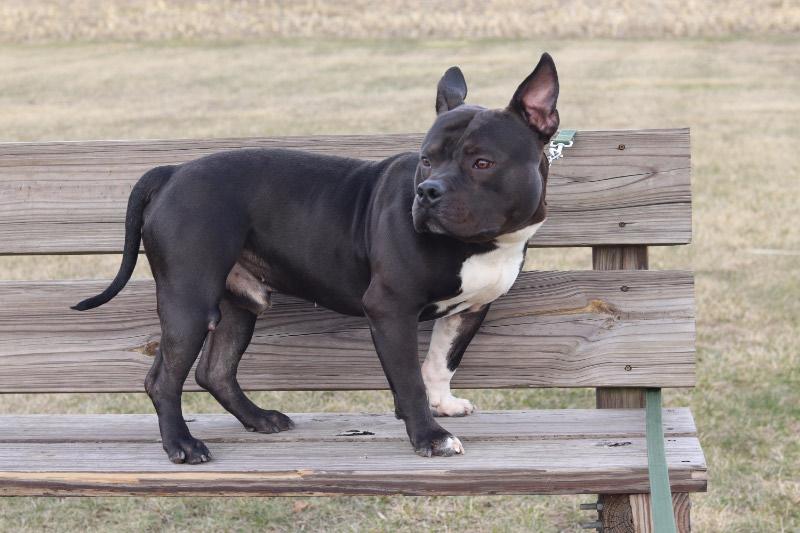Enlarge Bronx, an adopted Mixed Breed in Ionia, MI image 4/6
