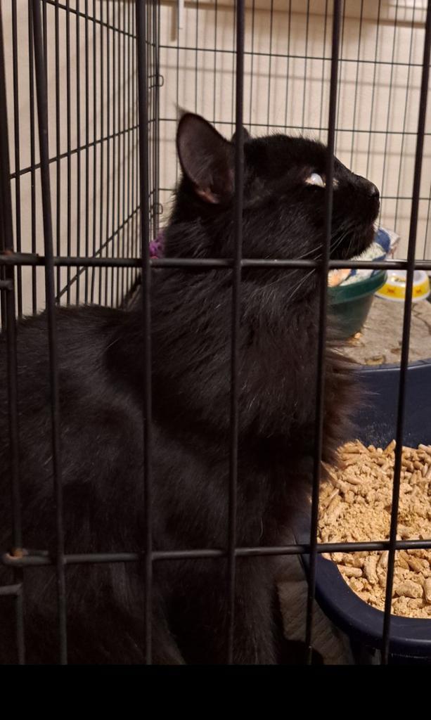 Enlarge Eyke (Foster Name), a Adoptable mixed breed in Ontario, OR image 1/1