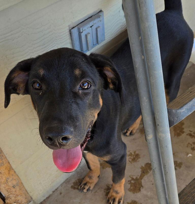 Enlarge Lucas, a Adoptable mixed breed in San Antonio, TX image 1/3