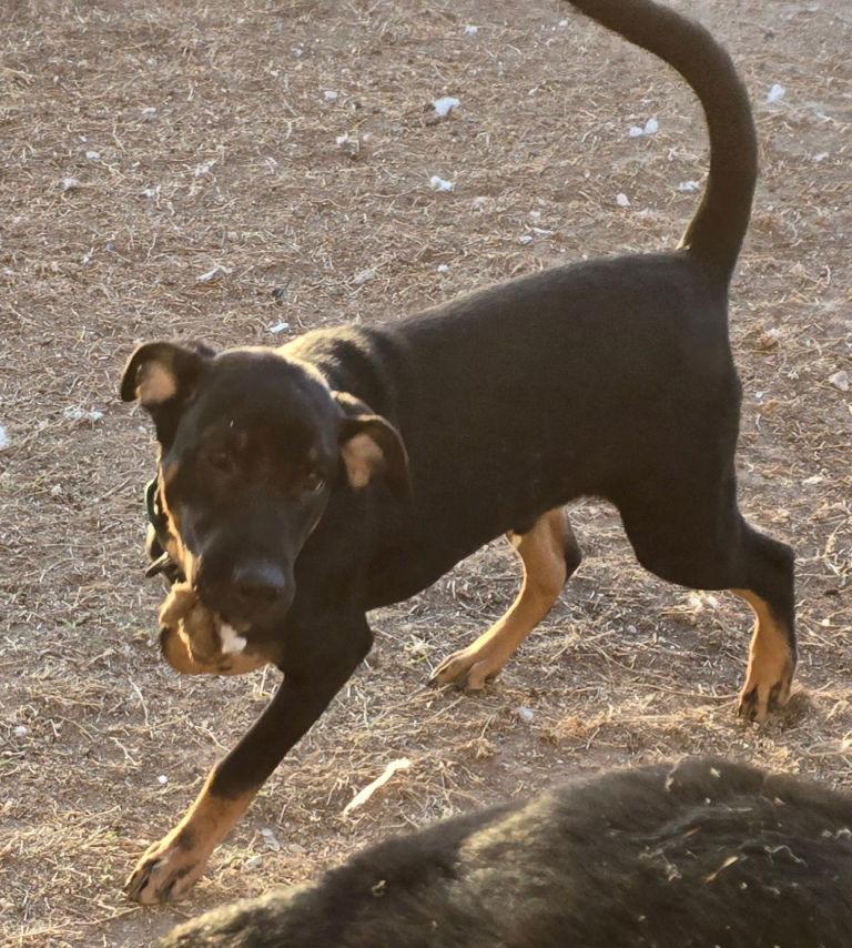 Lucas, Adoptable, Puppy Male Rottweiler & Labrador Retriever.