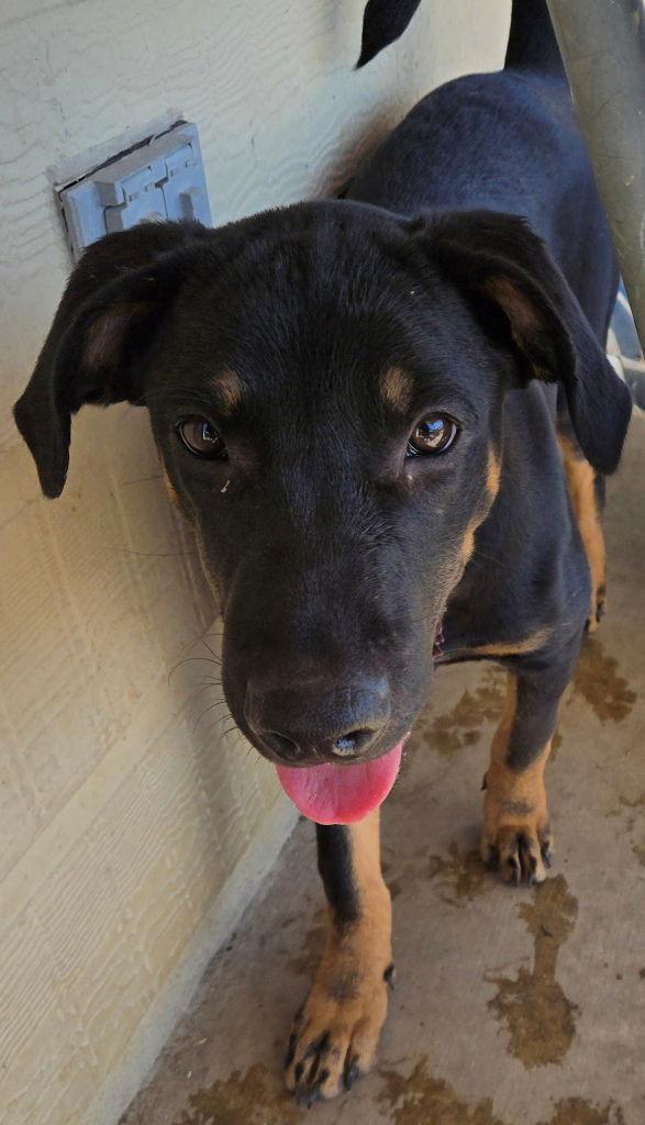 Enlarge Lucas, a Adoptable mixed breed in San Antonio, TX image 3/3