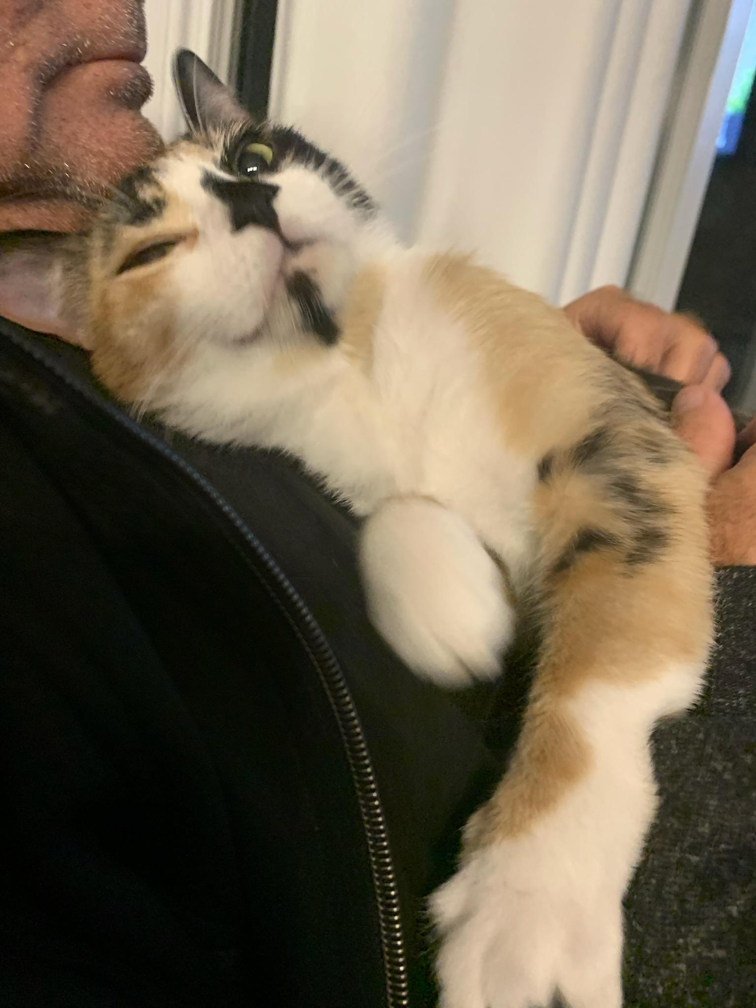 Sedona (f) Calico dsh 1yrs old, a ADOPTABLE Calico in Ottawa, ON image 2/6