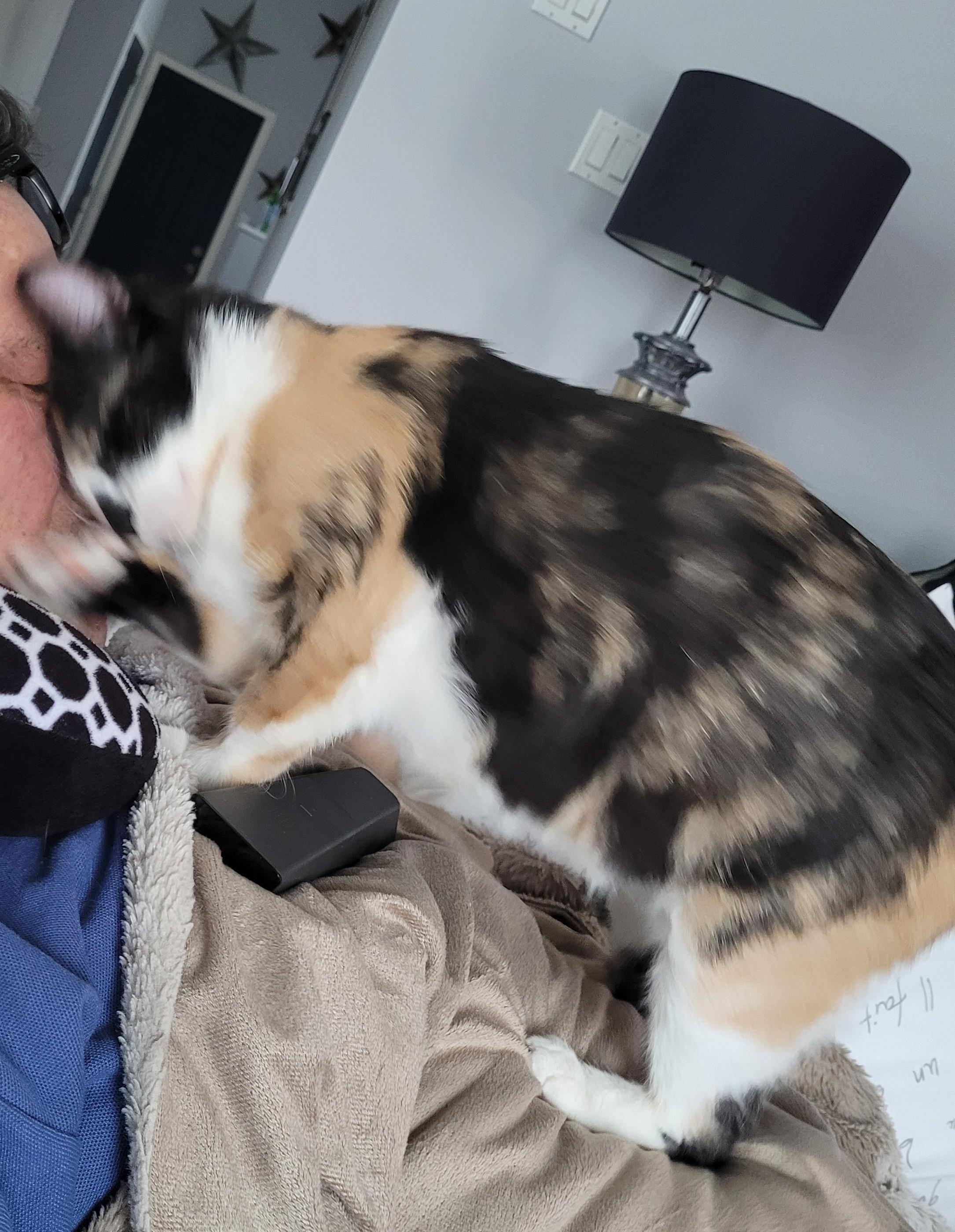 Sedona (f) Calico dsh 1yrs old, a ADOPTABLE Calico in Ottawa, ON image 4/6