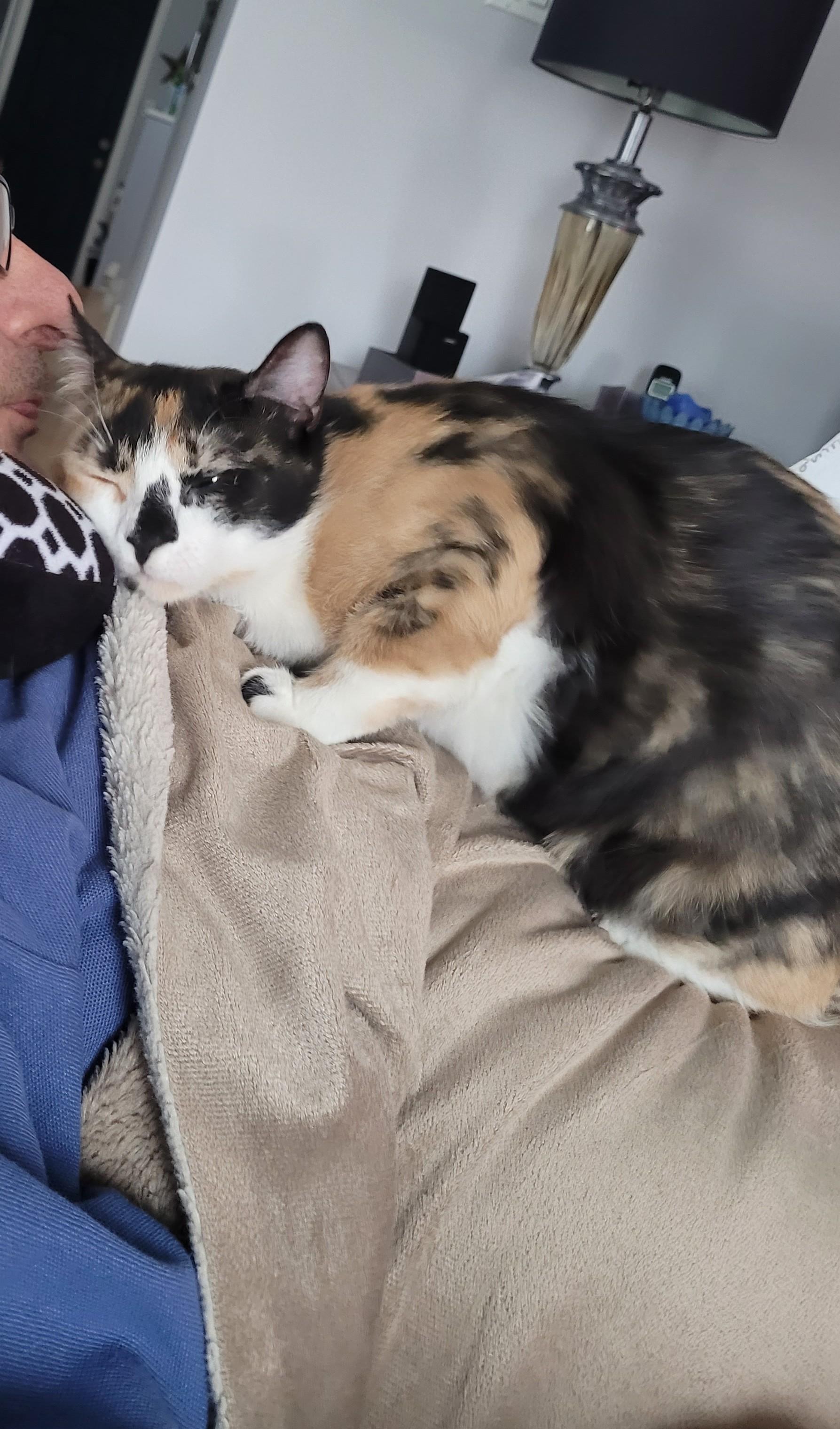 Sedona (f) Calico dsh 1yrs old, a ADOPTABLE Calico in Ottawa, ON image 6/6