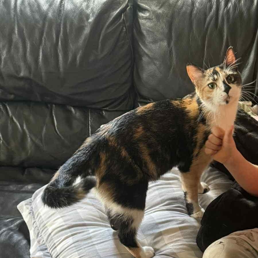 Sedona (f) Calico dsh 1yrs old, a ADOPTABLE Calico in Ottawa, ON image 3/6