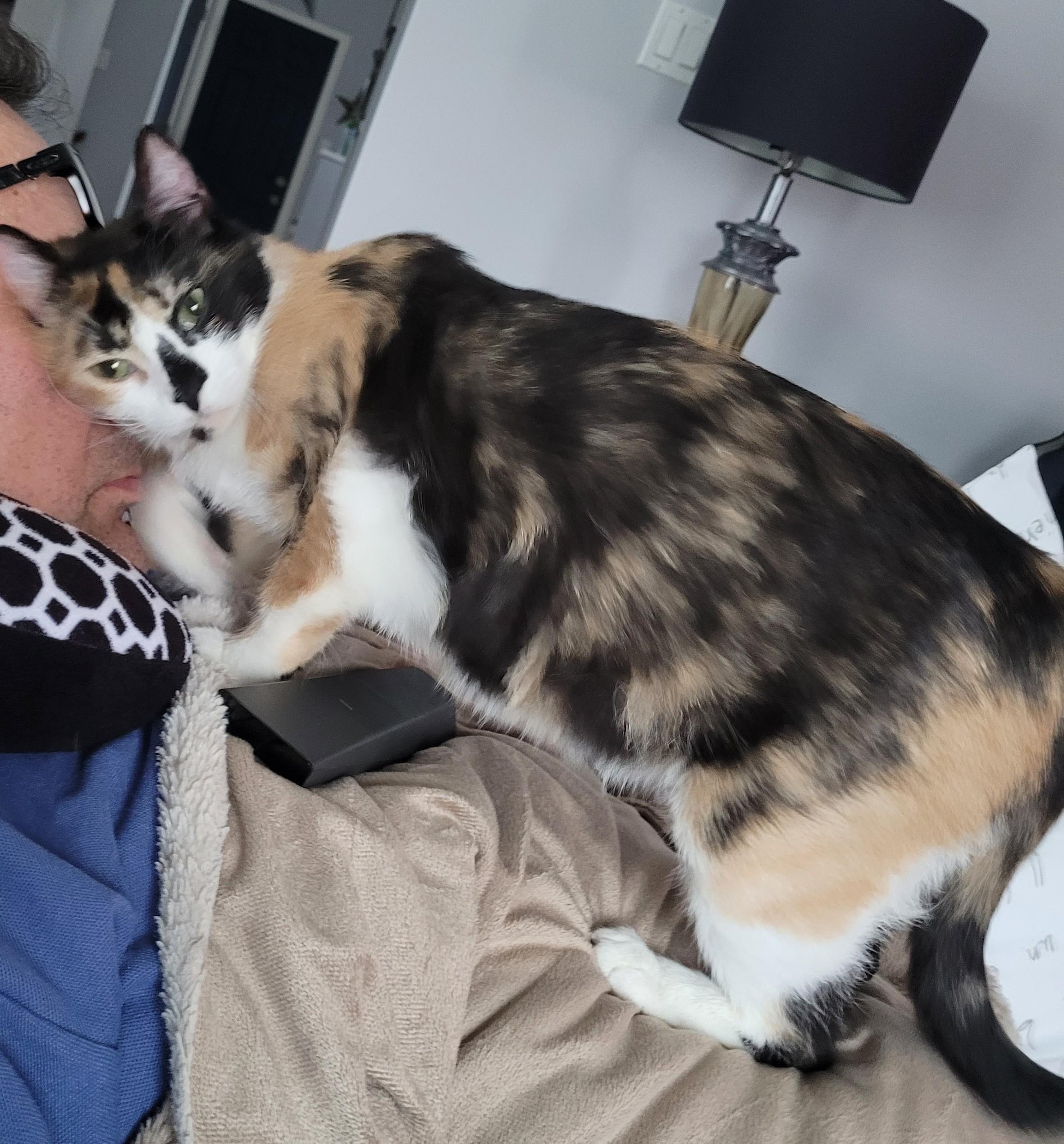 Sedona (f) Calico dsh 1yrs old, a ADOPTABLE Calico in Ottawa, ON image 5/6