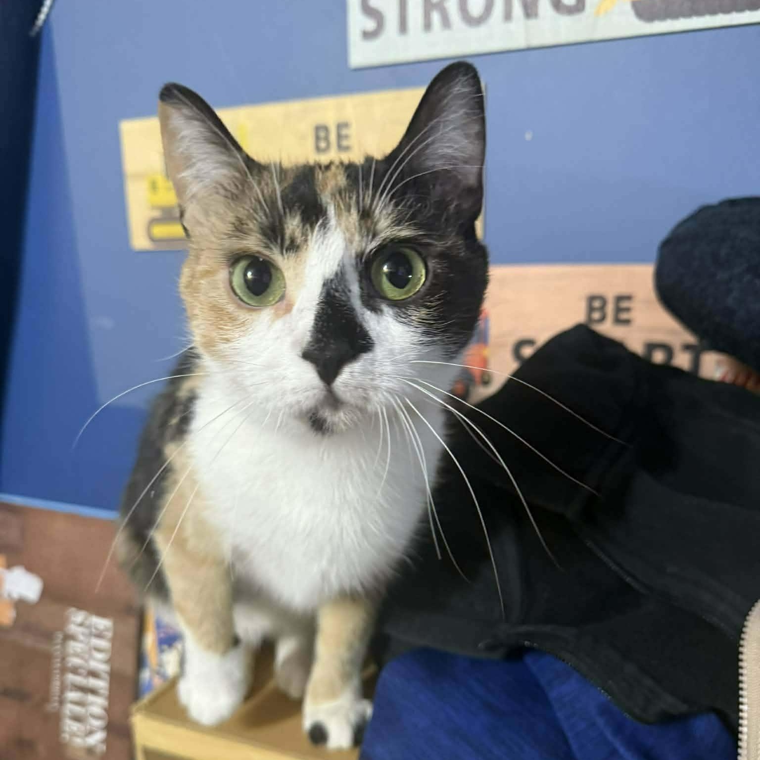 Sedona (f) Calico dsh 1yrs old, ADOPTABLE, Adult Female Calico.