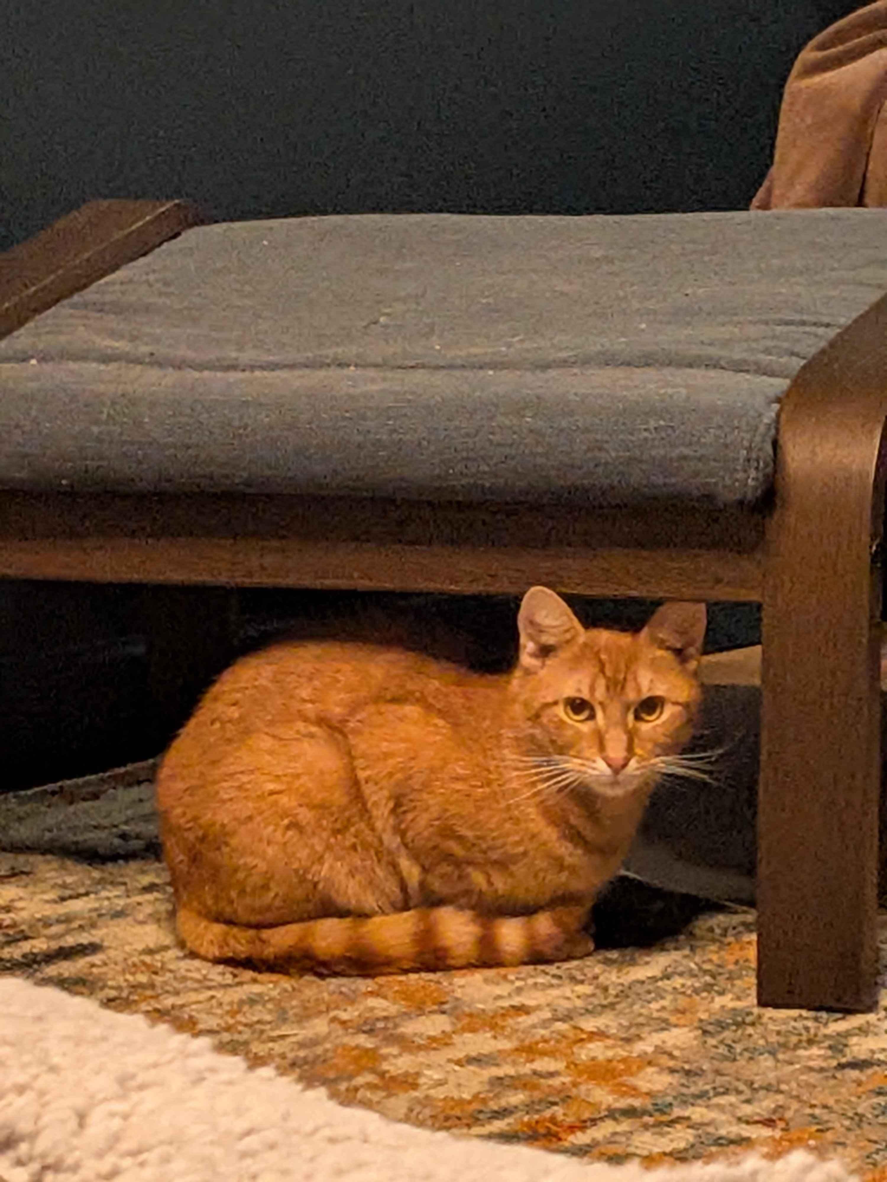 Enlarge Eugene, a ADOPTABLE American Shorthair in Florham Park, NJ image 3/5