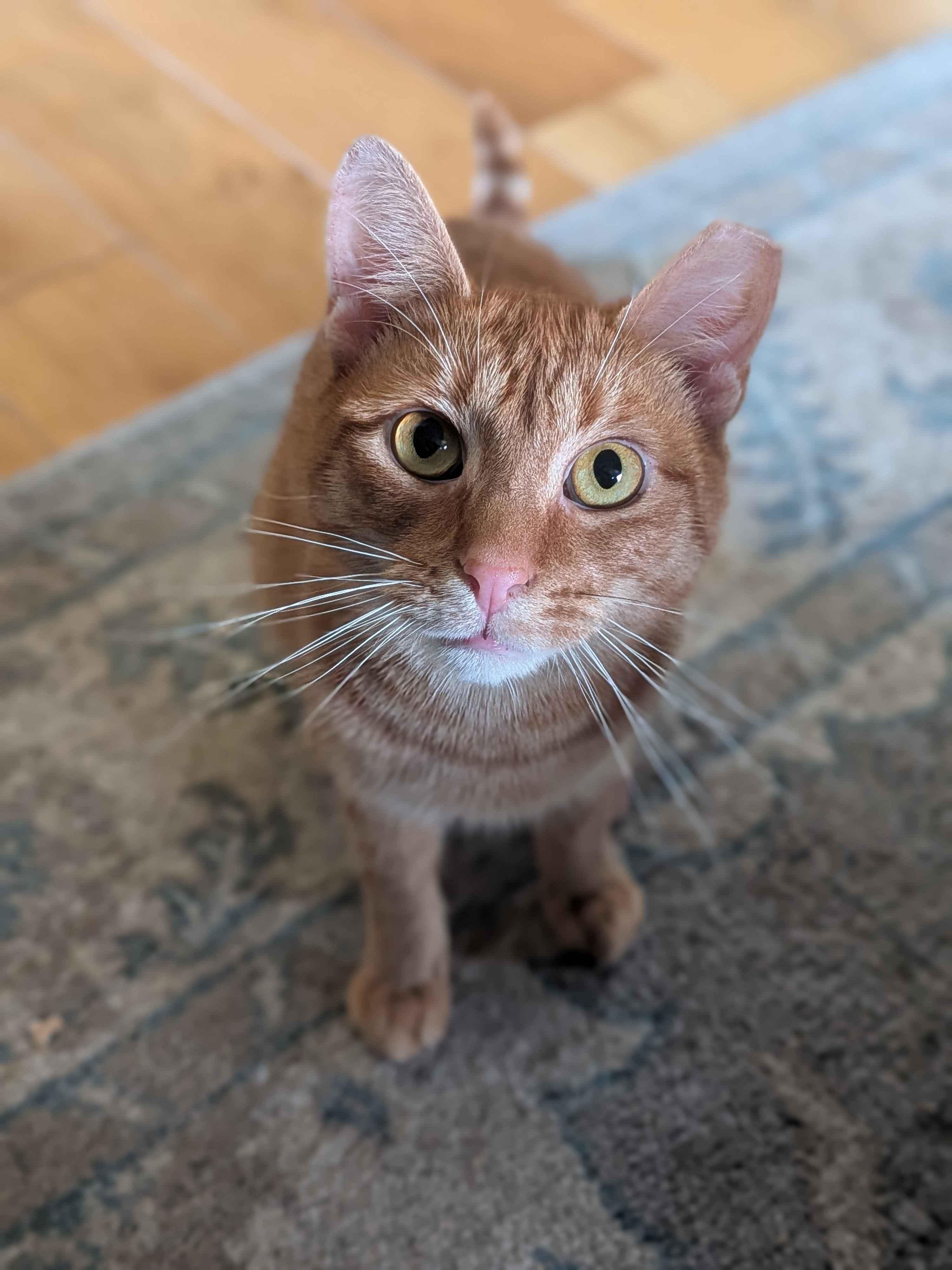 Eugene, a ADOPTABLE American Shorthair in North Bergen, NJ image 1/5